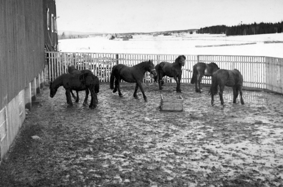 Anno Domkirkeodden, Dyri gard i Løten, hester utenfor låven på Dyri.