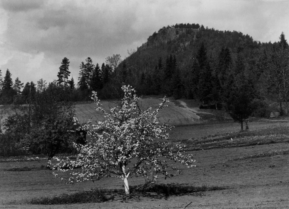Anders Beer Wilse, Frukthage, epletre, Kolsås.