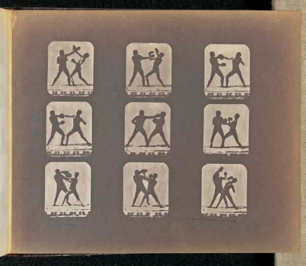 Eadweard J. Muybridge, Boxing