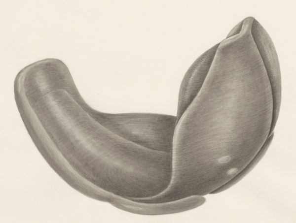 H.G Wetselaar, Embryonic tissue