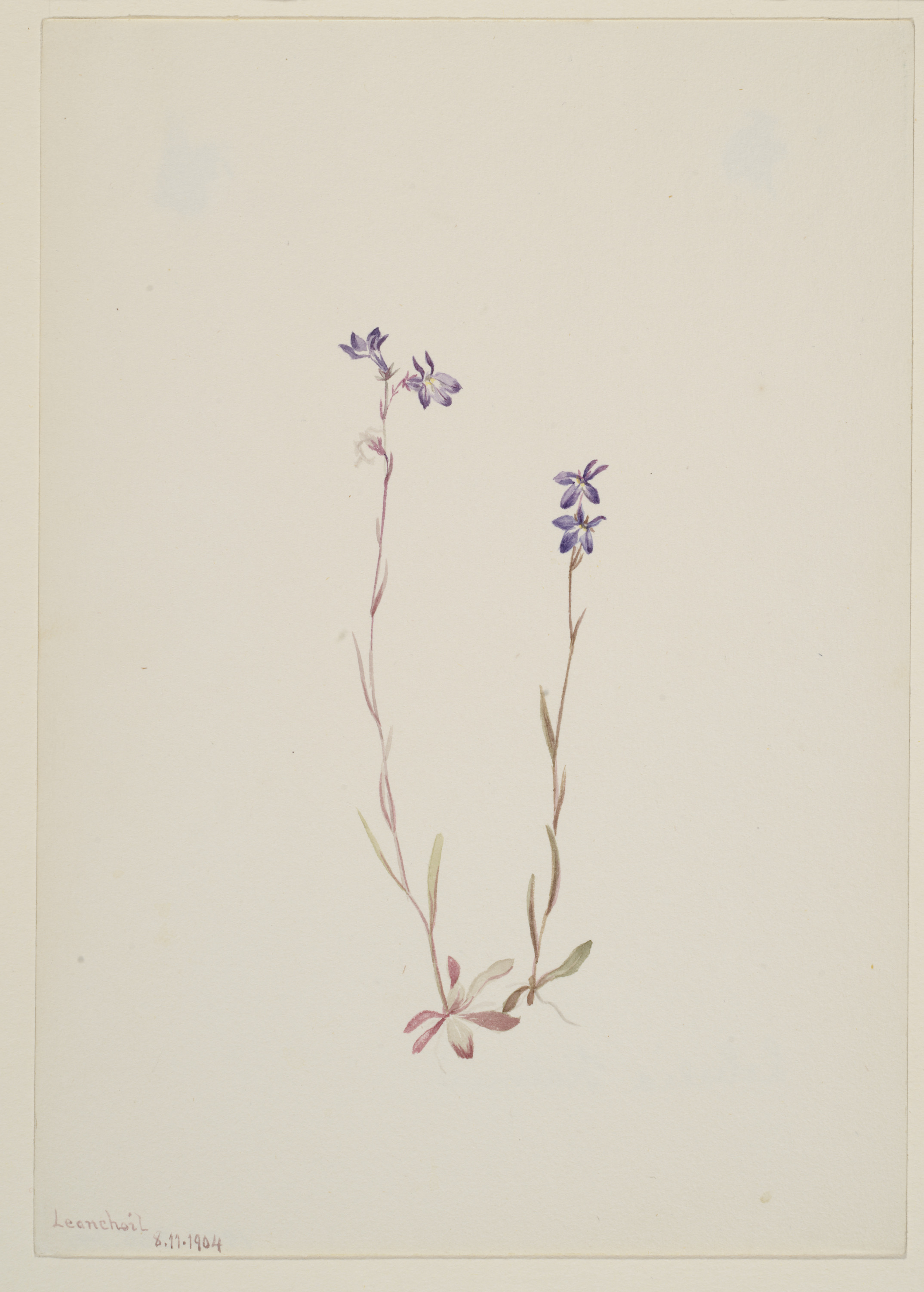 Mary Vaux Walcott, Lobelia Kalmii