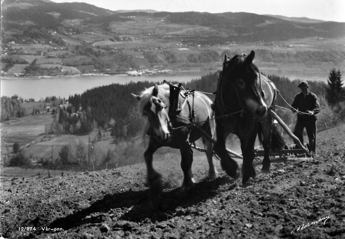 Anno Domkirkeodden, Våronn med tospann hester. Harving. Ukjent sted i Ringsaker evt. Biri.
