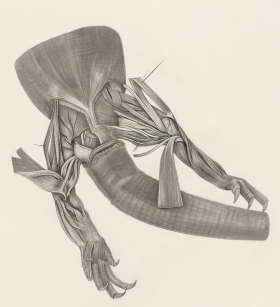 H.G Wetselaar, Muscular tissue on the hind legs of a lizard