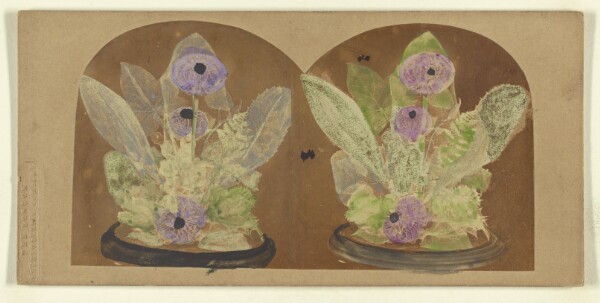 London Stereoscopic and Photographic Company, Beautiful in Death.