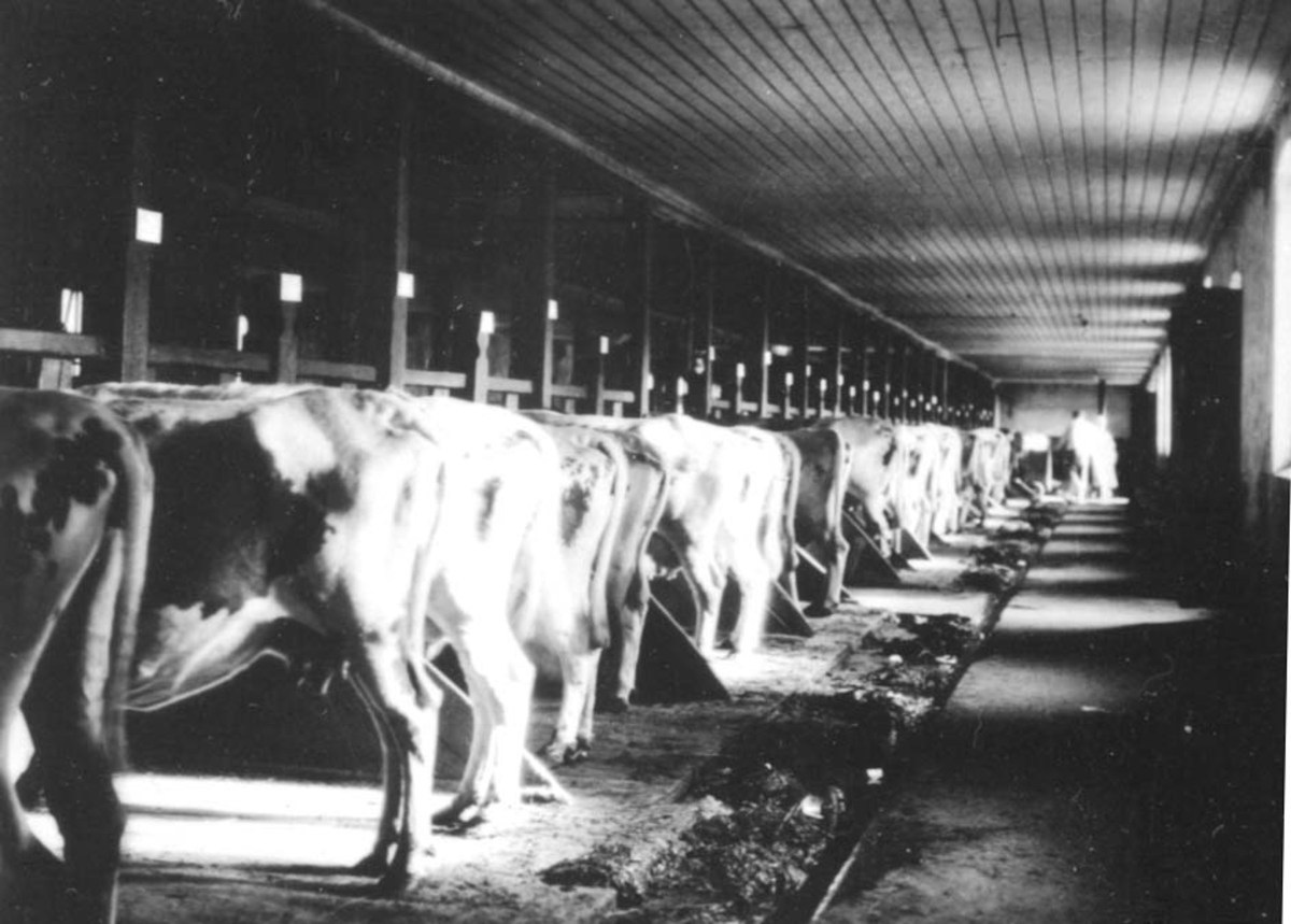 Anno Domkirkeodden, INTERIØR: STORT FJØS, MANGE KUER PÅ BÅSEN, HORNE,