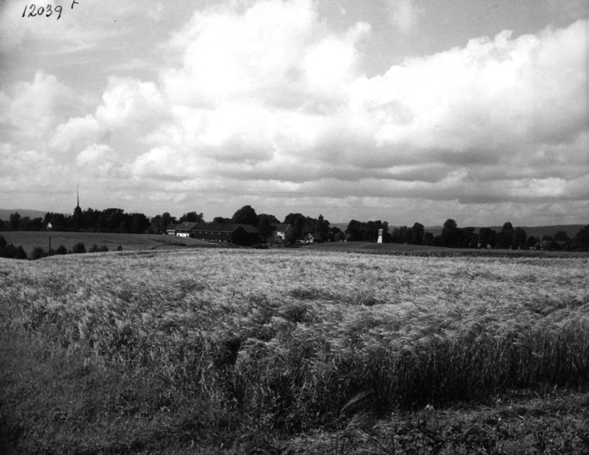 Anders Beer Wilse, Jordbruk Gravhaug Raknehaugen