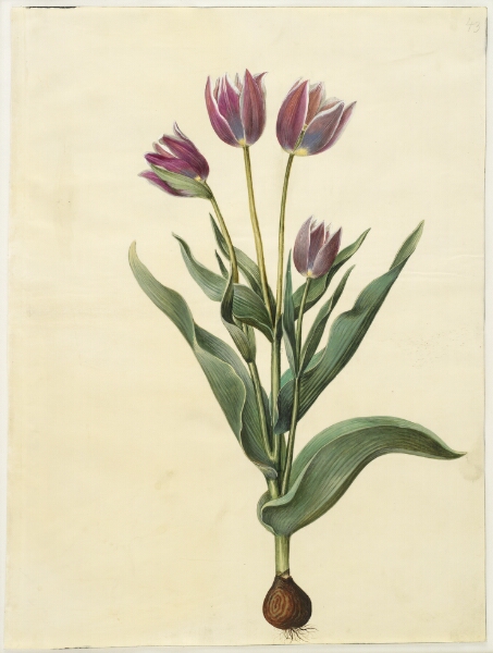 Hans Simon Holtzbecker, Tulipa gesneriana (have-tulipan)