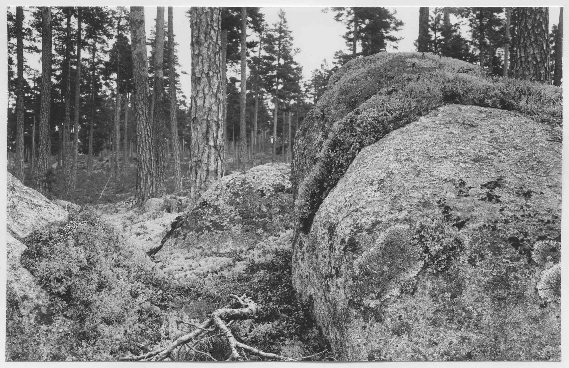 Mårten Sjöbeck, Järnvägen Kropptjärn - Fågelsjö