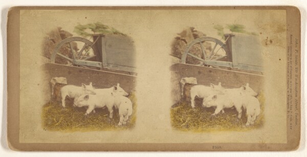 John P. Soule, Pigs.