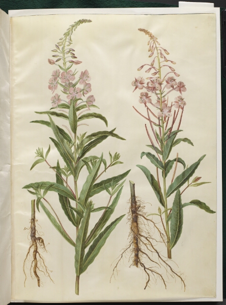 Hans Simon Holtzbecker, Chamerion angustifolium (smalbladet gederams)