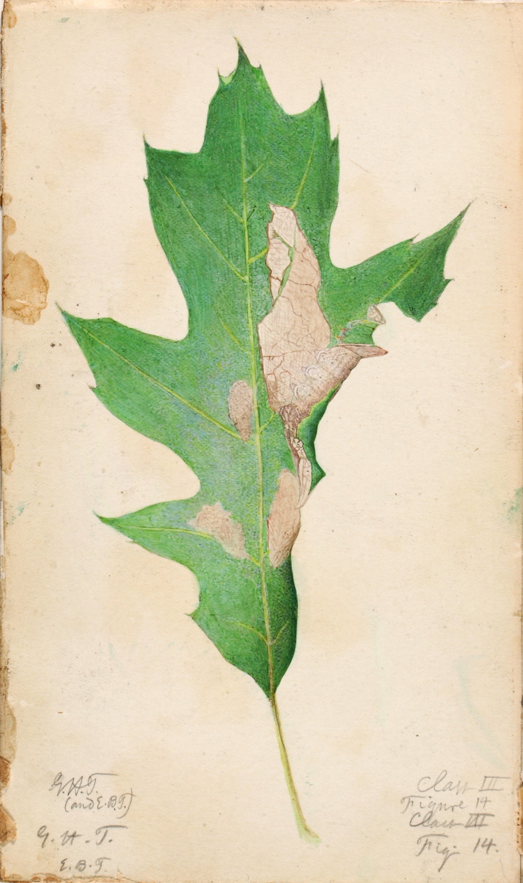 Gerald H. Thayer, Oak Leaf Edge Caterpillar, study for book Concealing Coloration in the Animal Kingdom