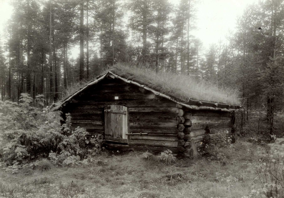 Gisle Midttun, Alvdal, Nord-Østerdal, Hedmark. Seterfjøs i tømmer med torv på taket, sett mot inngangsdøra.
