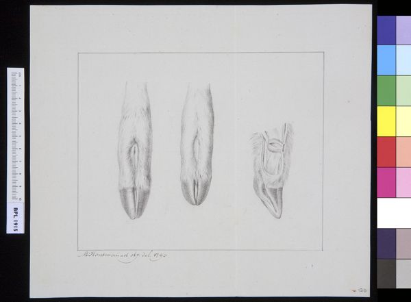 M. Houtman, Unidentified subject: bovine feet