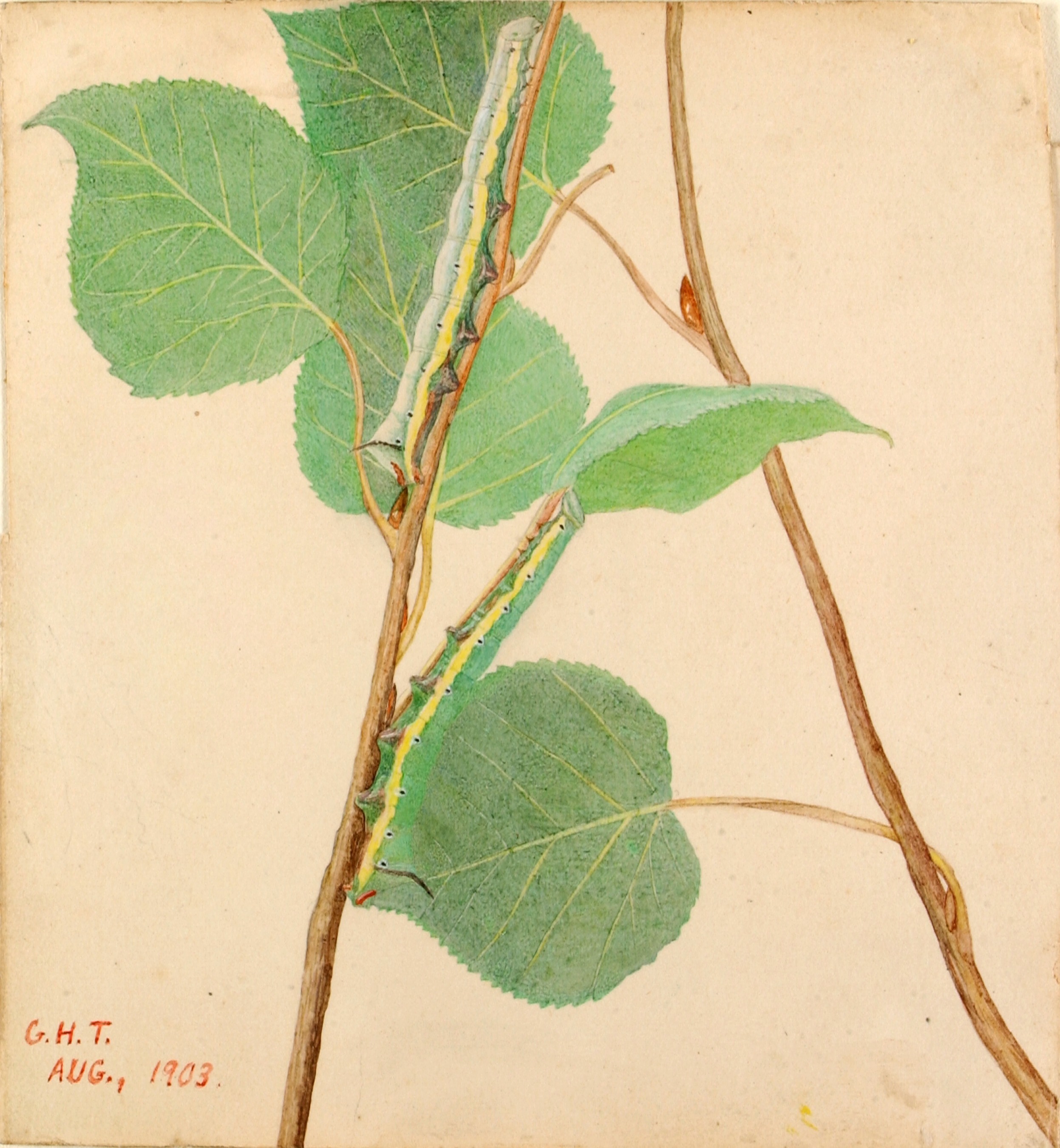 Gerald H. Thayer, "Mirror-Back" Caterpillar, study for book Concealing Coloration in the Animal Kingdom