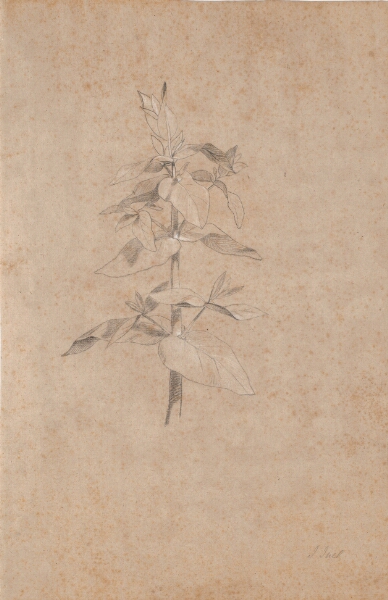 Jens Juel, Plantestudie