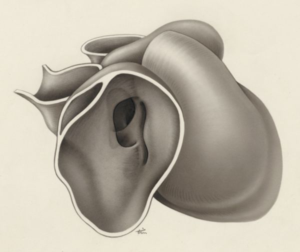 J Tinkelenberg, Embryonic heart
