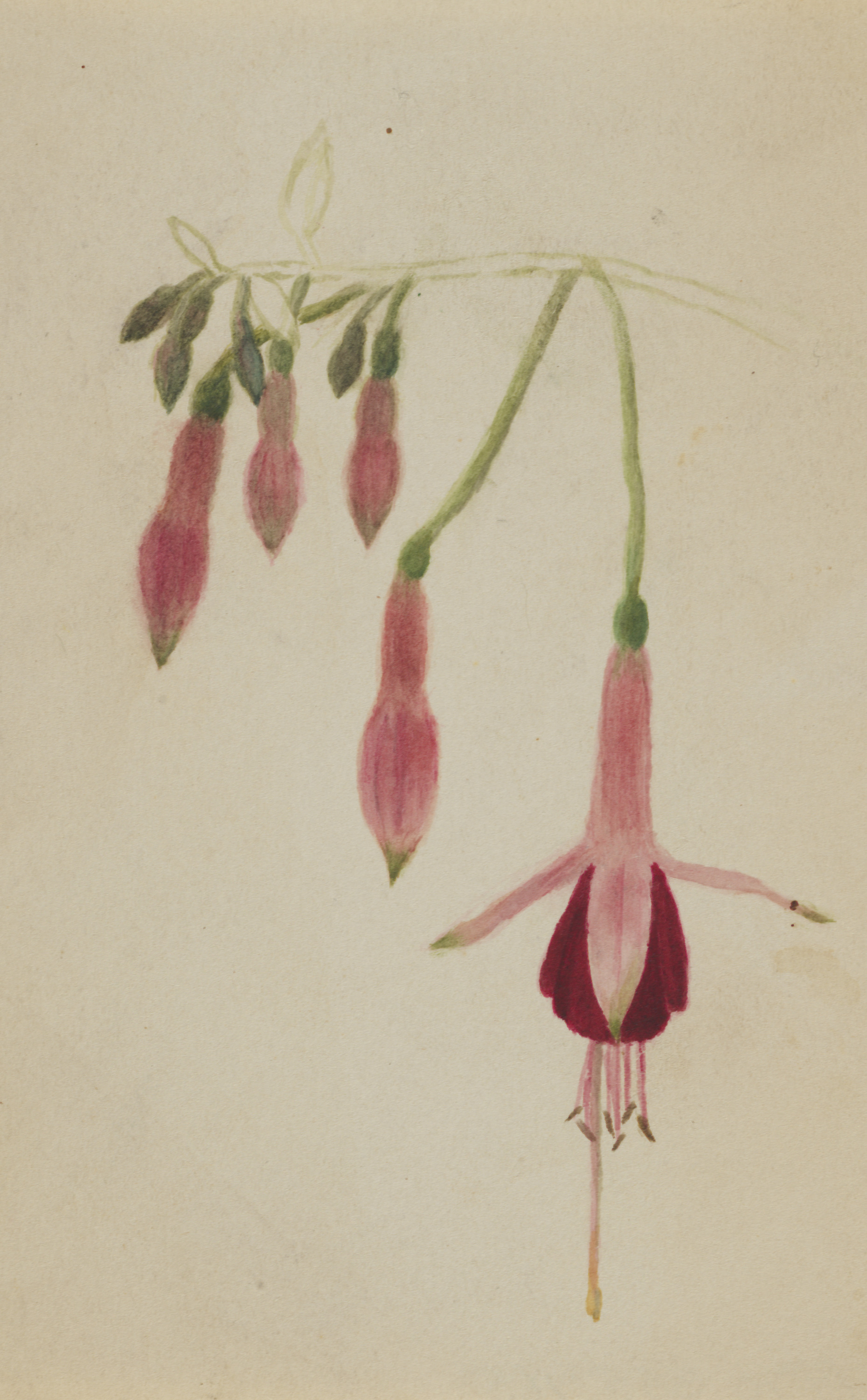 Mary Vaux Walcott, (Untitled--Flower Study)