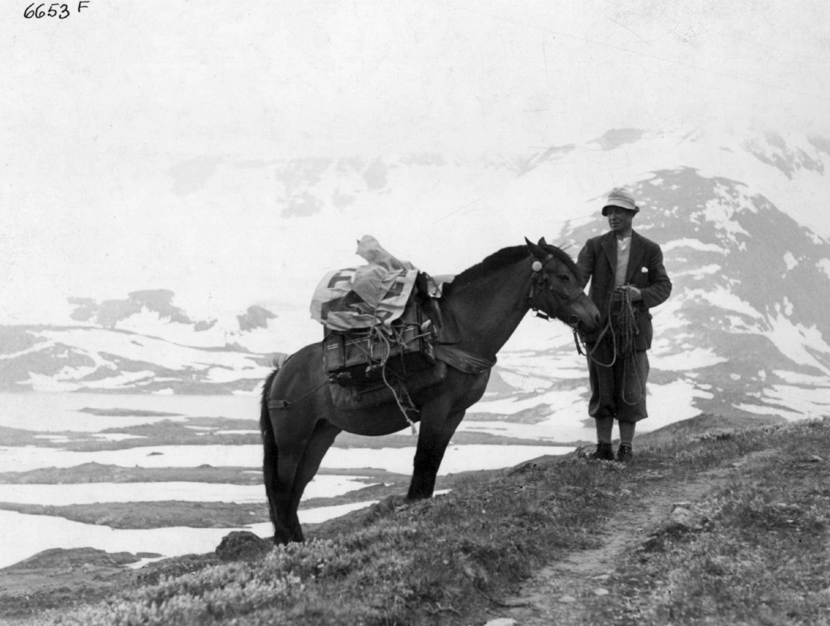 Anders Beer Wilse, Kløvhester