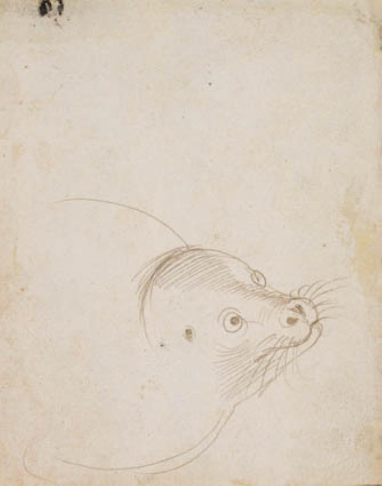 Hans Baldung Grien, Hovedet af en sælhund