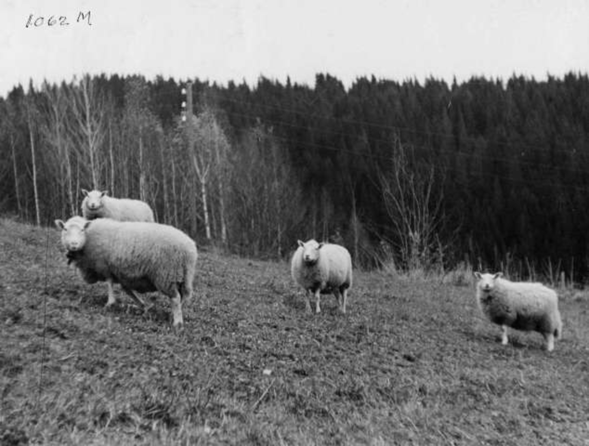 Anders Beer Wilse, -6924