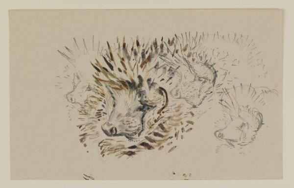 Potter, Beatrix, Drawing