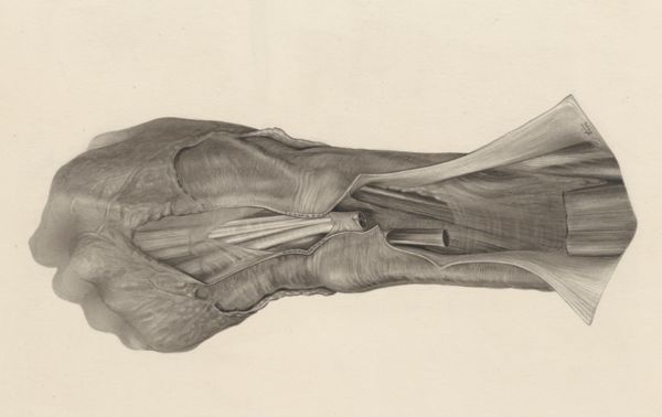 J Tinkelenberg, Muscular tissue of the hand