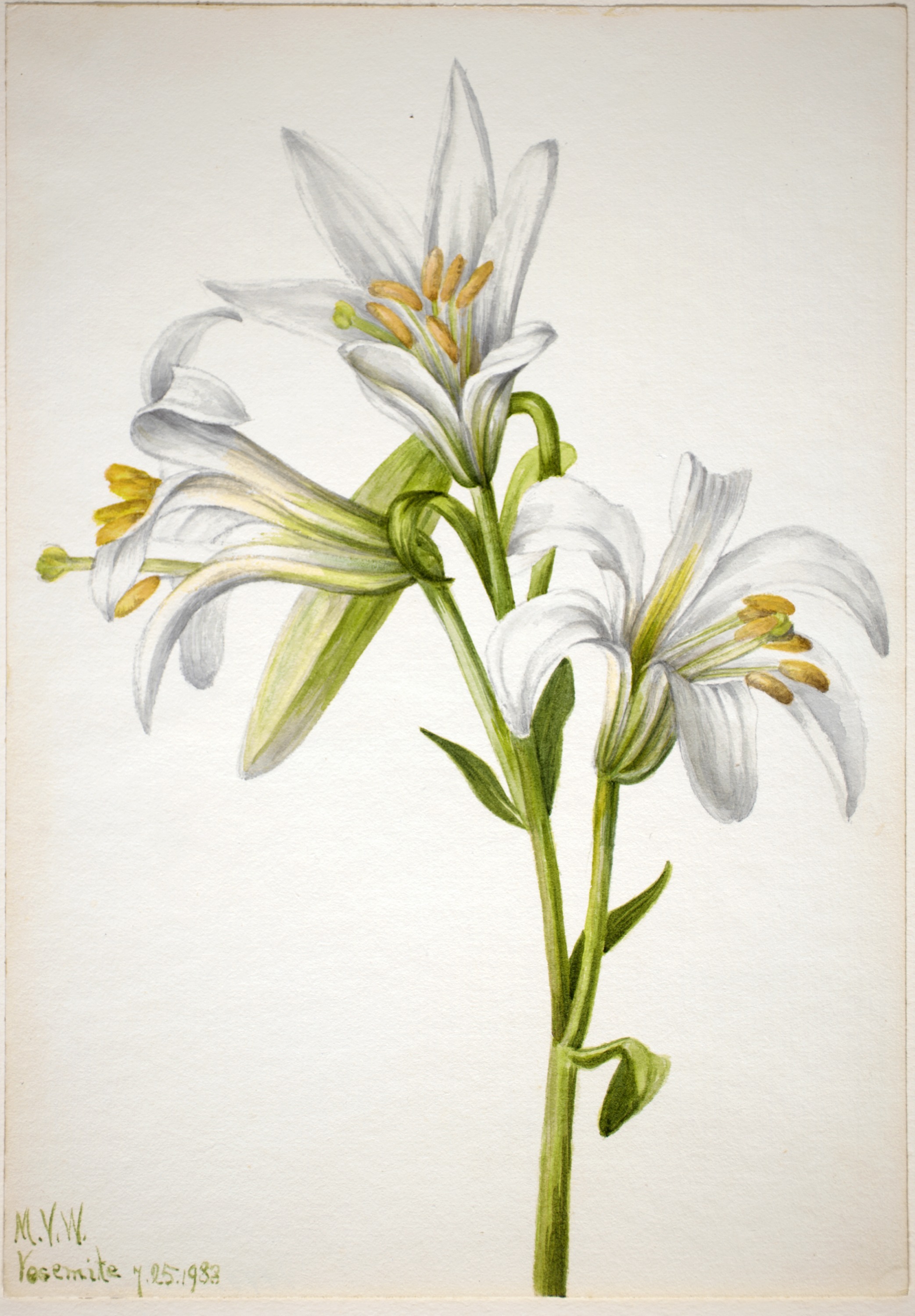 Mary Vaux Walcott, Washington Lily (Lilium washingtonianum)