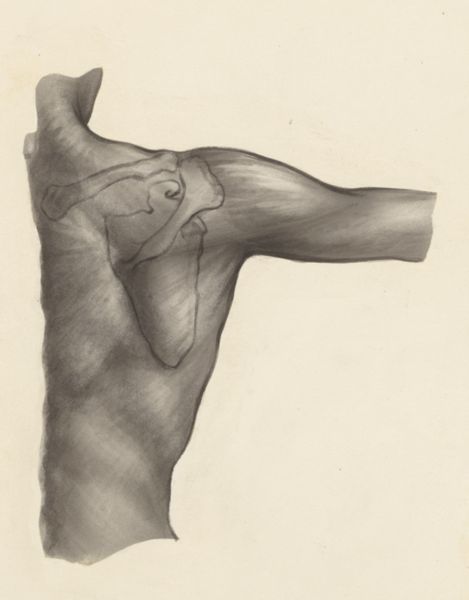 J Tinkelenberg, Shoulder joint