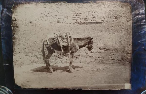 Unknown, Rural scene of a pack horse (drudge) standing in front of a brick wall in profile, Italy