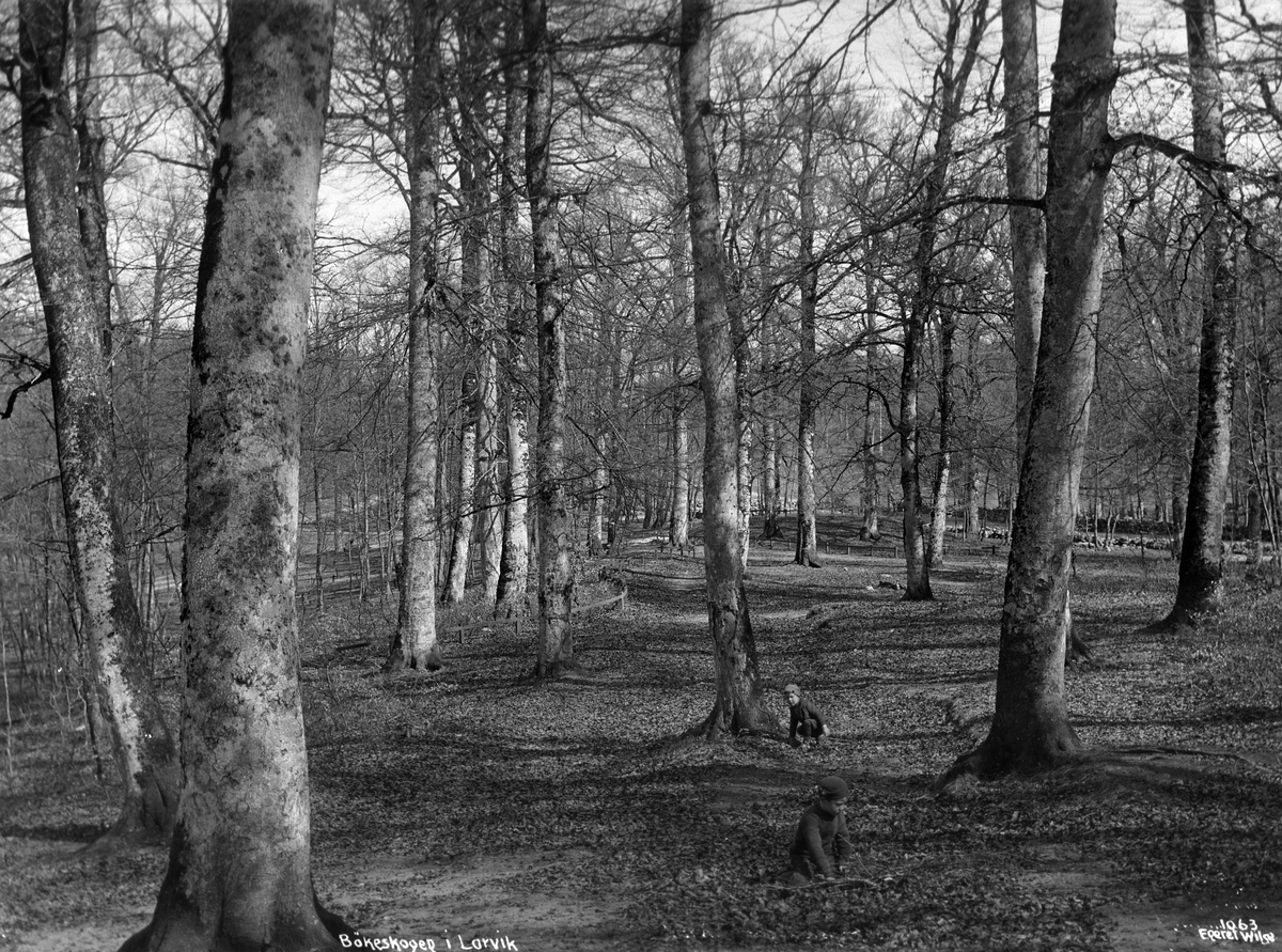 Anders Beer Wilse, Prot: Larvik - Bøgeskogen Mai 1902