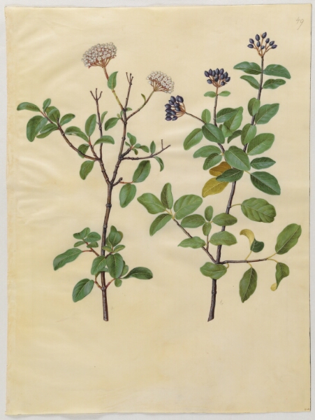 Hans Simon Holtzbecker, Viburnum tinus (vinter-snebolle)