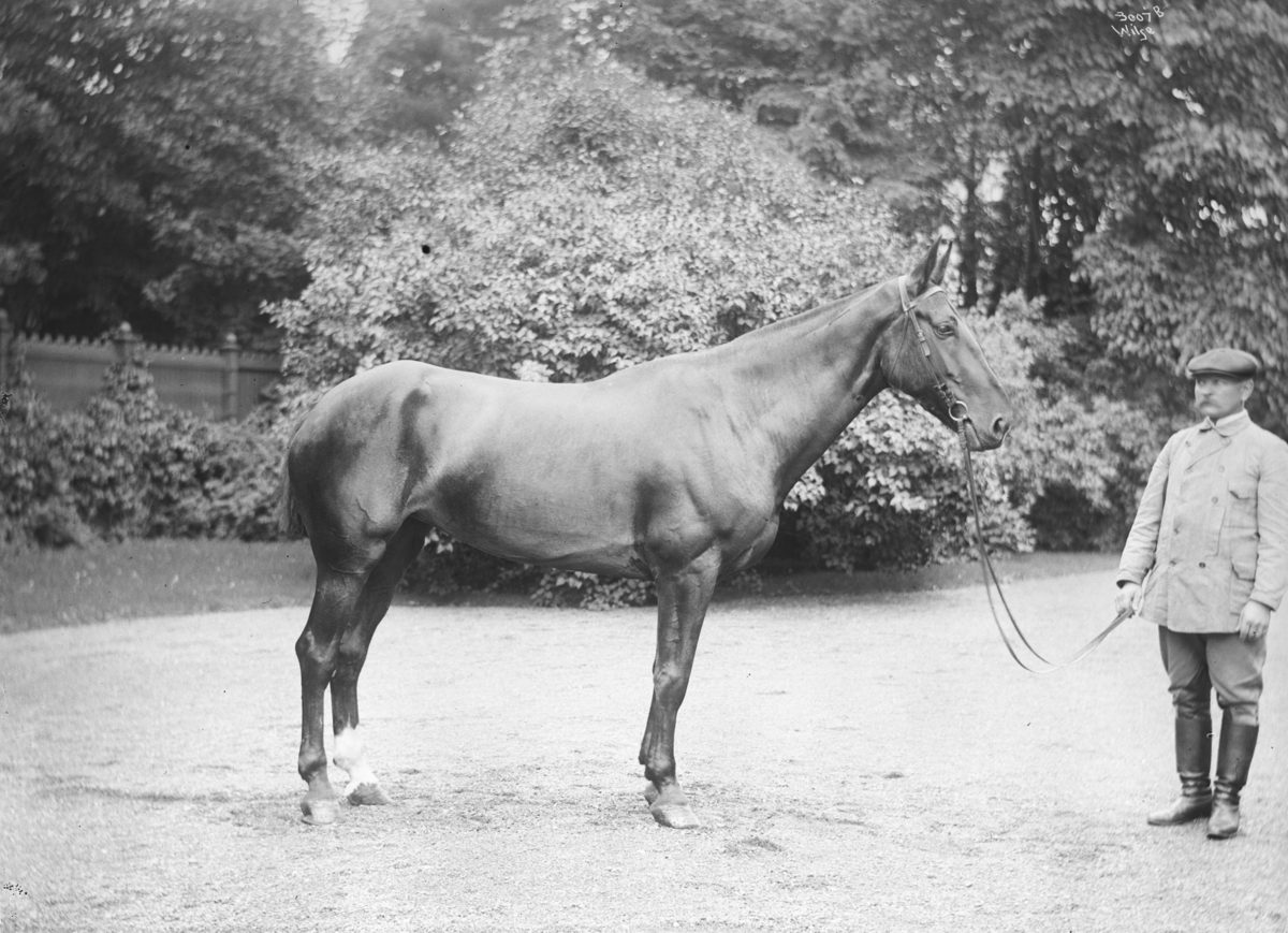 Anders Beer Wilse, Prot: Konsul Ellingsens Hest