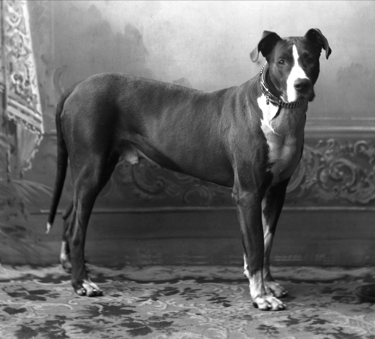 Gustav Borgen, Portrett, hund som står.