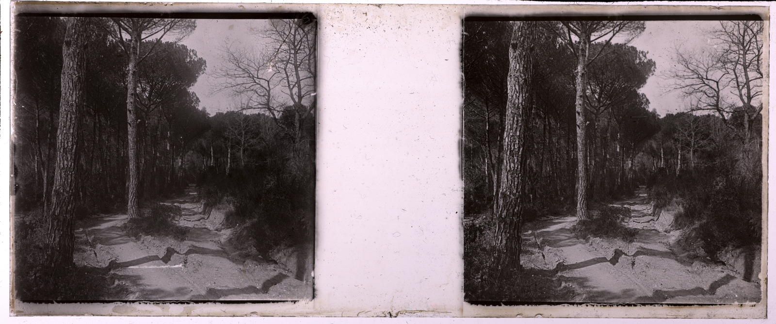 Desconegut, [Forest]