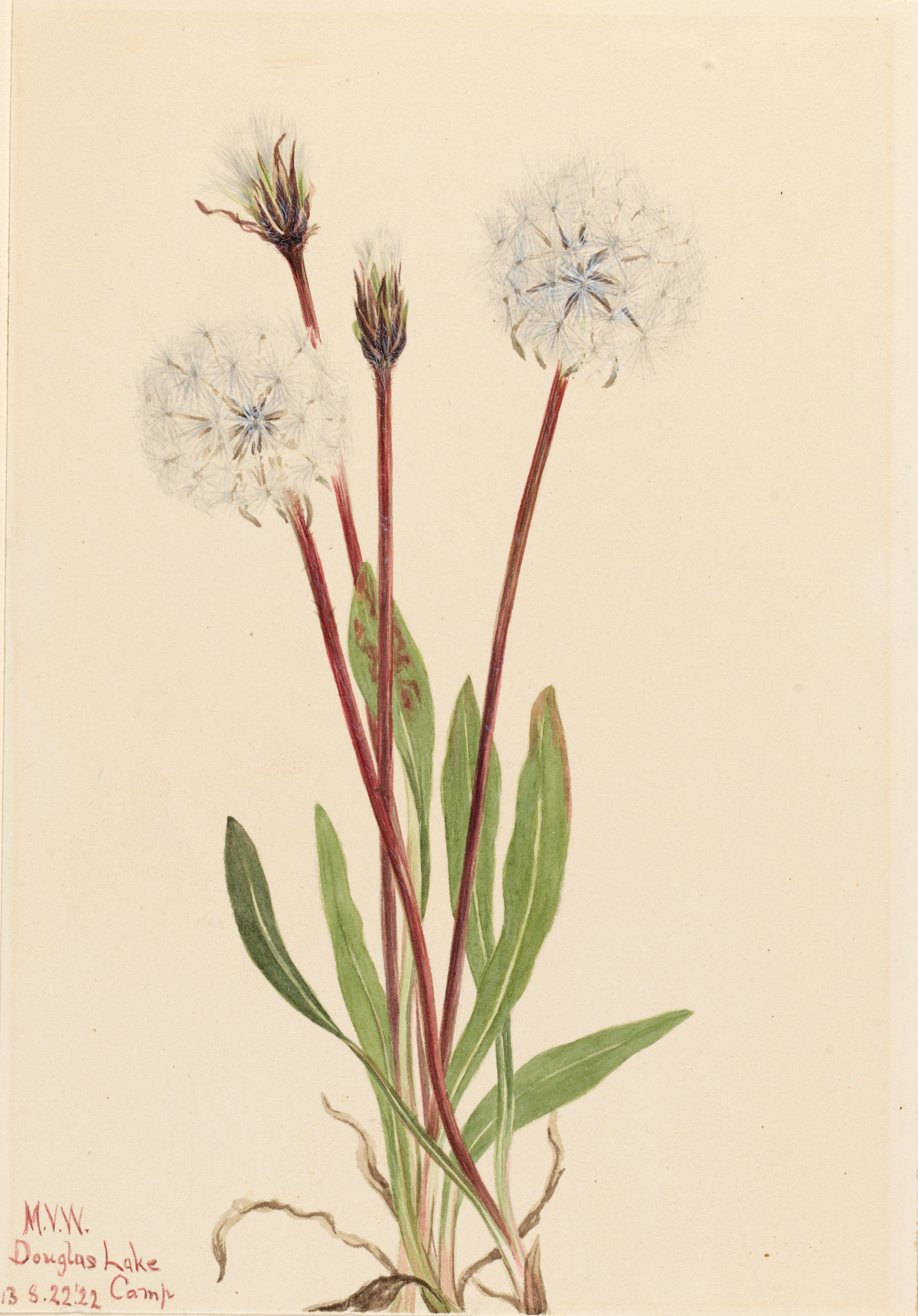 Mary Vaux Walcott, Slender Agoseris (Agoseris gracilens)