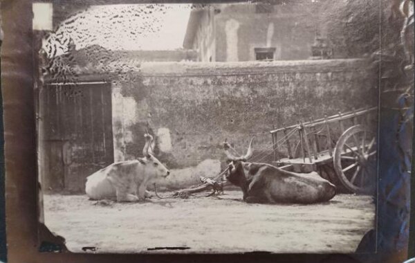 Unknown, Rural scene of two oxen sitting tied to a pulling cart, Italy