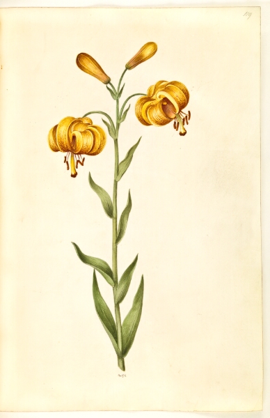 Hans Simon Holtzbecker, Lilium pyrenaicum (pyrenæisk lilje)