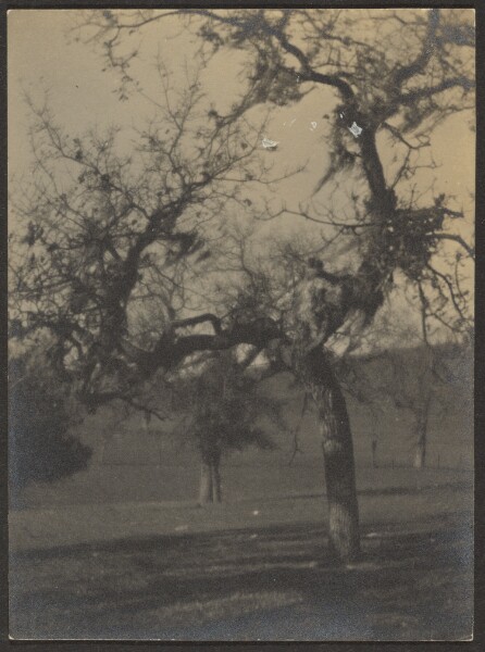 Louis Fleckenstein, [Landscape with Fruit Trees]
