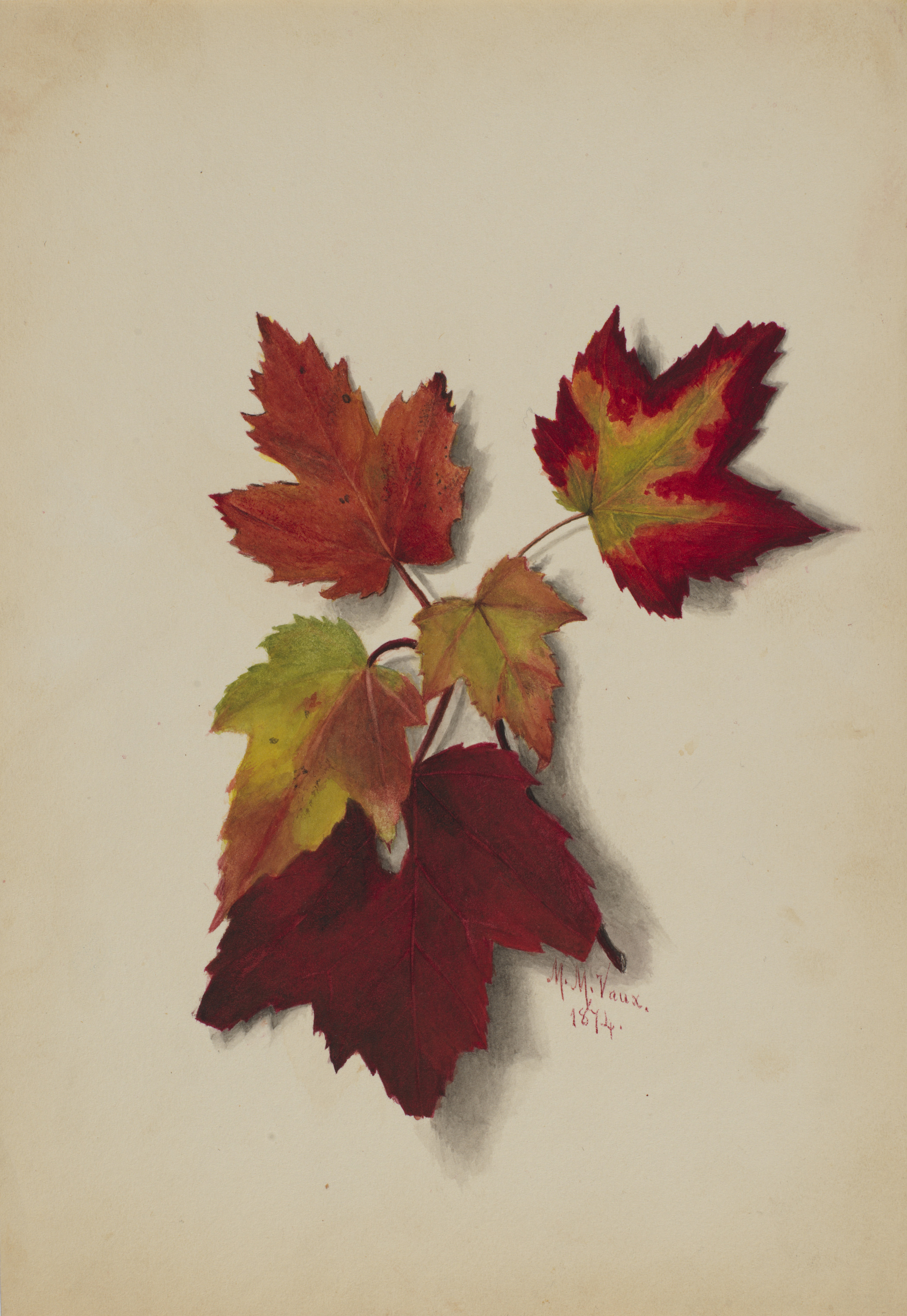 Mary Vaux Walcott, Untitled (Autumn Leaves)