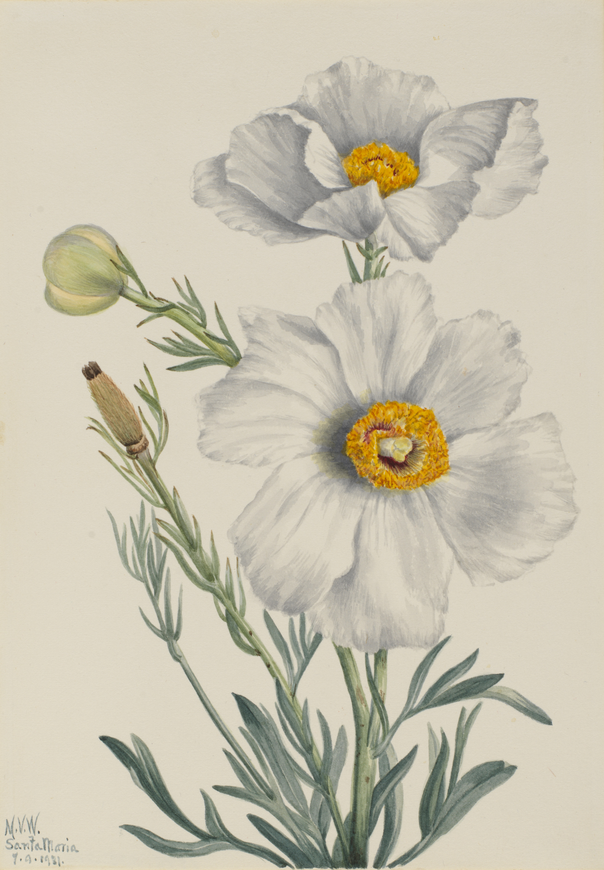 Mary Vaux Walcott, Matilija Poppy (Romneya coulteri)