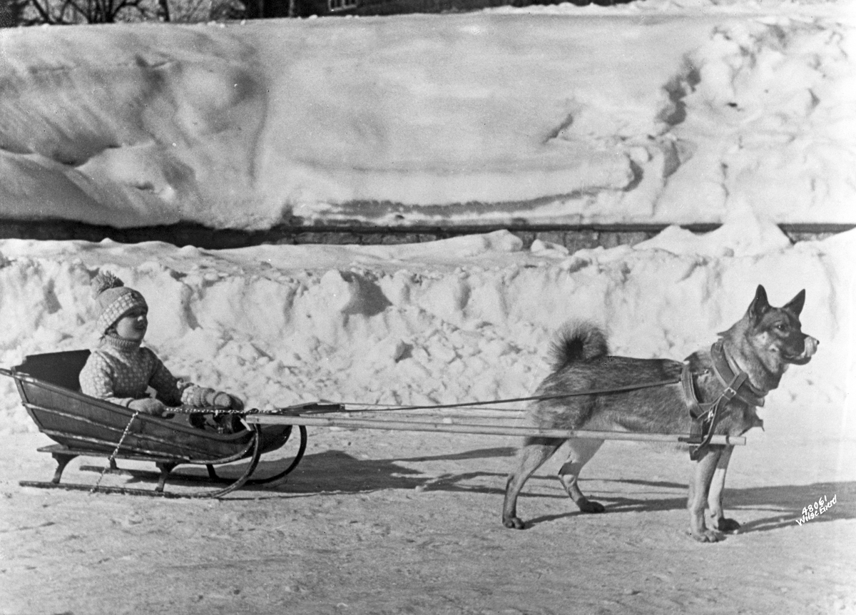 Anders Beer Wilse, Prot: Prins Harald med trekhund