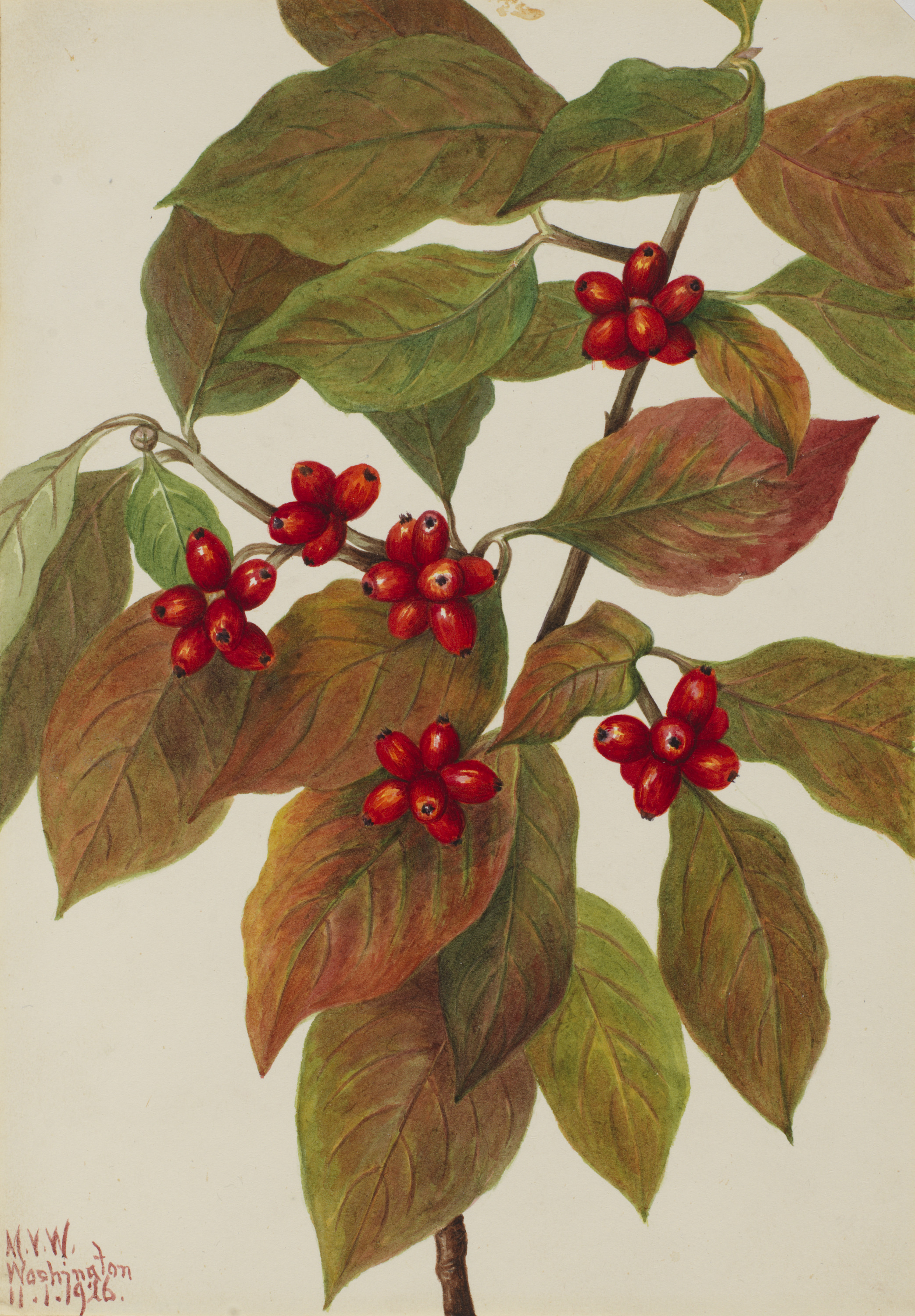 Mary Vaux Walcott, Flowering Dogwood (Cornus florida)