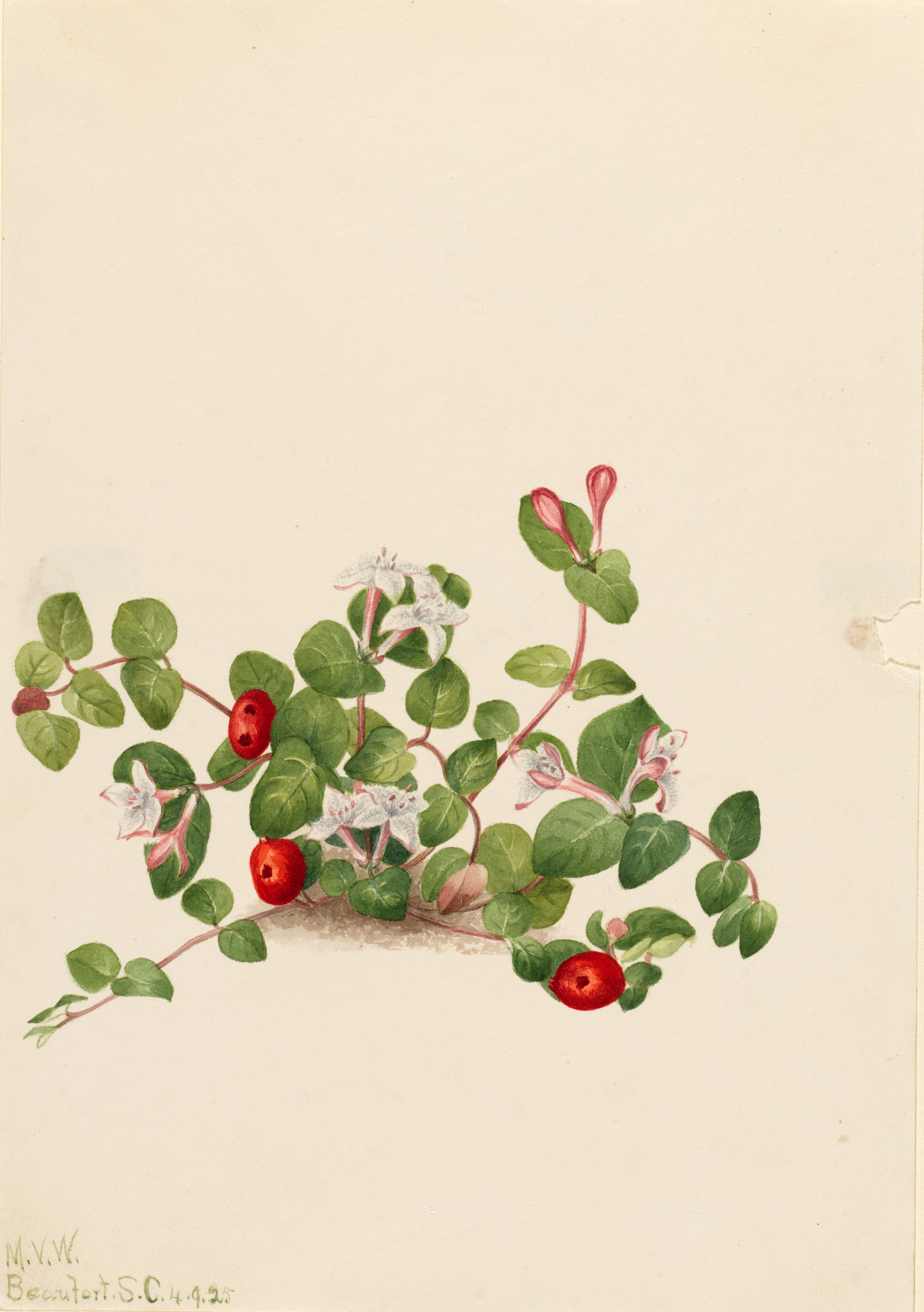 Mary Vaux Walcott, Partridgeberry (Mitchella repens)