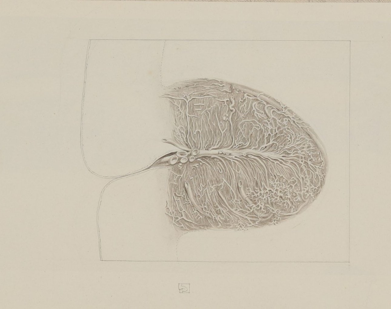 Christian Koeck, Detail des menschlichen Kleinhirns (?) [aus einem Konvolut anatomischer Zeichnungen des Christian Koeck]