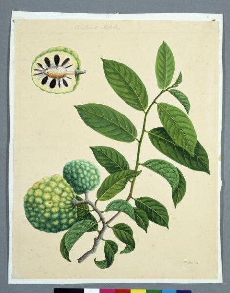Unknown, Sugar Apples