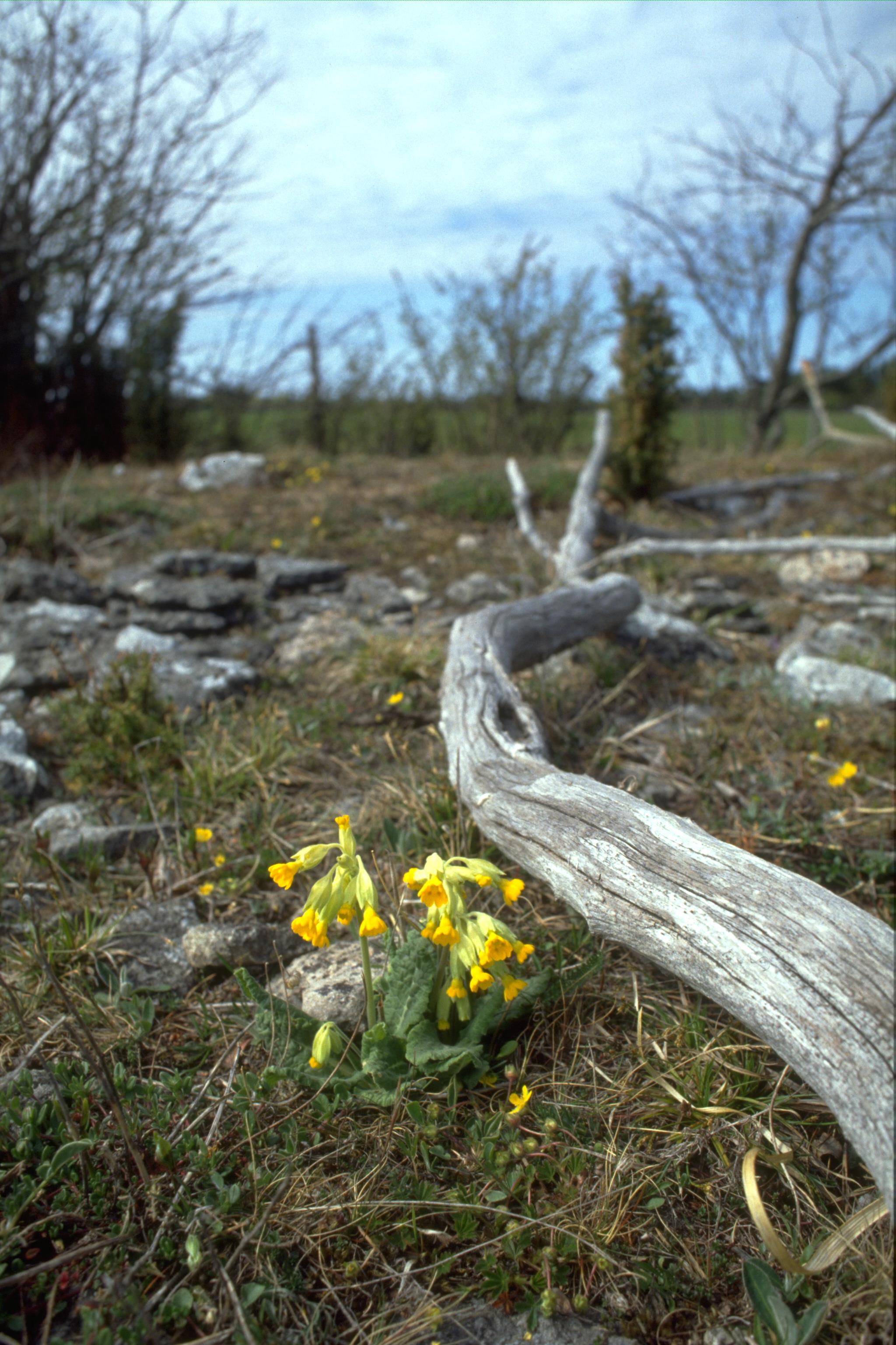 Bengt A Lundberg, Fårö socken