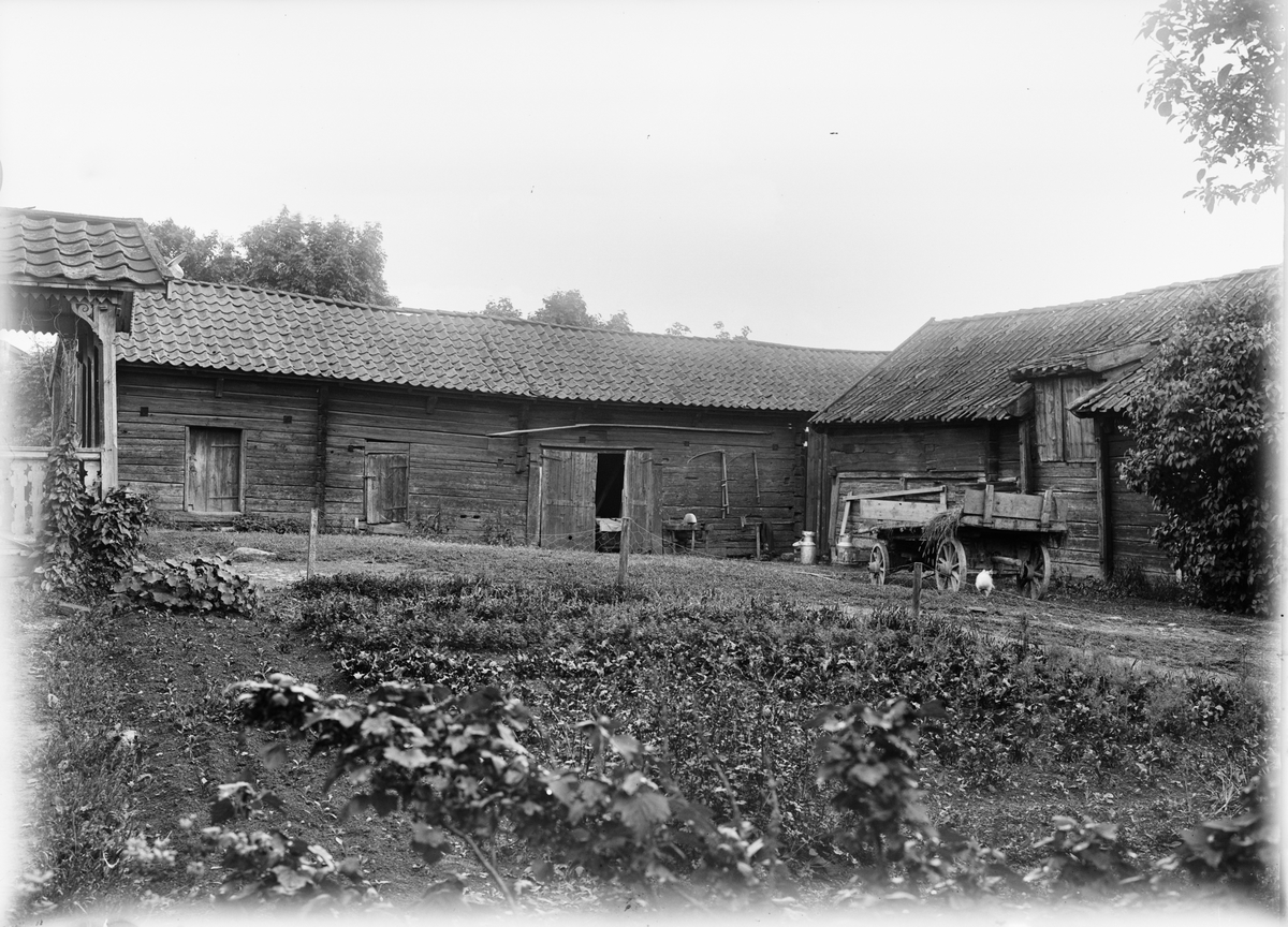 Paul Sandberg, Gårdsmiljö hos Eriksson, Skäve, Vaksala socken, Uppsala sannolikt 1920-tal