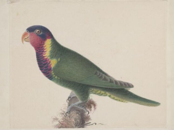 Unknown, Blossom-headed parakeet