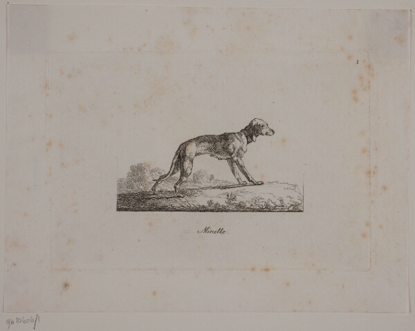 Christian David Gebauer, Minette