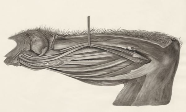 H.G Wetselaar, Muscular tissue on an animal leg